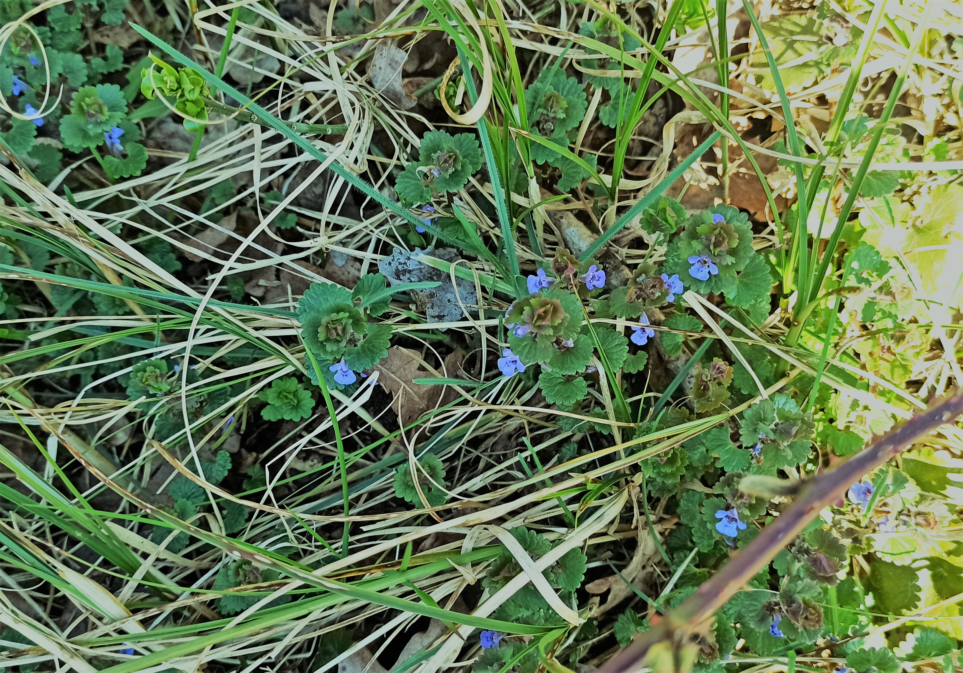 plant